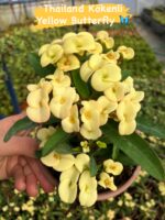 10’lu Dikenler Tacı Seti (Euphorbia milii) - Görsel 5