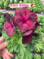 10’lu Canan Ceylan Gözü Sardunyası Seti (Pelargonium grandiflorum)
