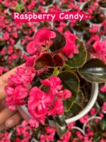 4’lü Şeker Begonya Seti (Begonia semperflorens) - Görsel 2