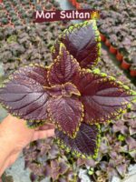 15'li Yaprak Güzeli Seti (Coleus blumei) - Görsel 15