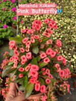10’lu Dikenler Tacı Seti (Euphorbia milii) - Görsel 3