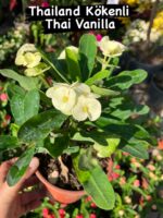 10’lu Dikenler Tacı Seti (Euphorbia milii) - Görsel 2