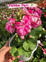 4 li  Özel Sardunya Seti (Pelargonium spp.) - Görsel 2