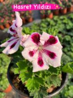 10’lu Canan Ceylan Gözü Sardunyası Seti (Pelargonium grandiflorum) - Görsel 6