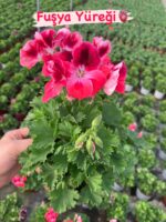 10’lu Canan Ceylan Gözü Sardunyası Seti (Pelargonium grandiflorum) - Görsel 4