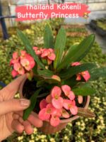 10’lu Dikenler Tacı Seti (Euphorbia milii) - Görsel 8