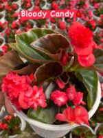 4’lü Şeker Begonya Seti (Begonia semperflorens) - Görsel 4