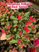 10’lu Dikenler Tacı Seti (Euphorbia milii) - Görsel 9