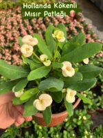 10’lu Dikenler Tacı Seti (Euphorbia milii) - Görsel 10