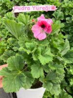 10’lu Canan Ceylan Gözü Sardunyası Seti (Pelargonium grandiflorum) - Görsel 2