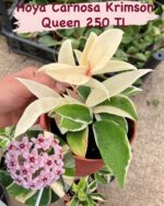 9’lu Mum Çiçeği Seti (Hoya Türleri) - Görsel 4
