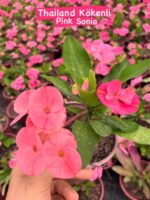 Thailand Kökenli Pink Sonia Dikenler Tacı (Euphorbia milii) - Görsel 2