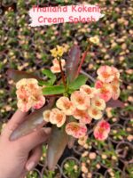 Thailand Kökenli Ebruli Dikenler Tacı – Cream Splash (Euphorbia milii) - Görsel 4