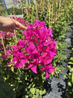 Fuşya Sarmaşık Begonvil Çiçeği XXL Boy (Bougainvillea)