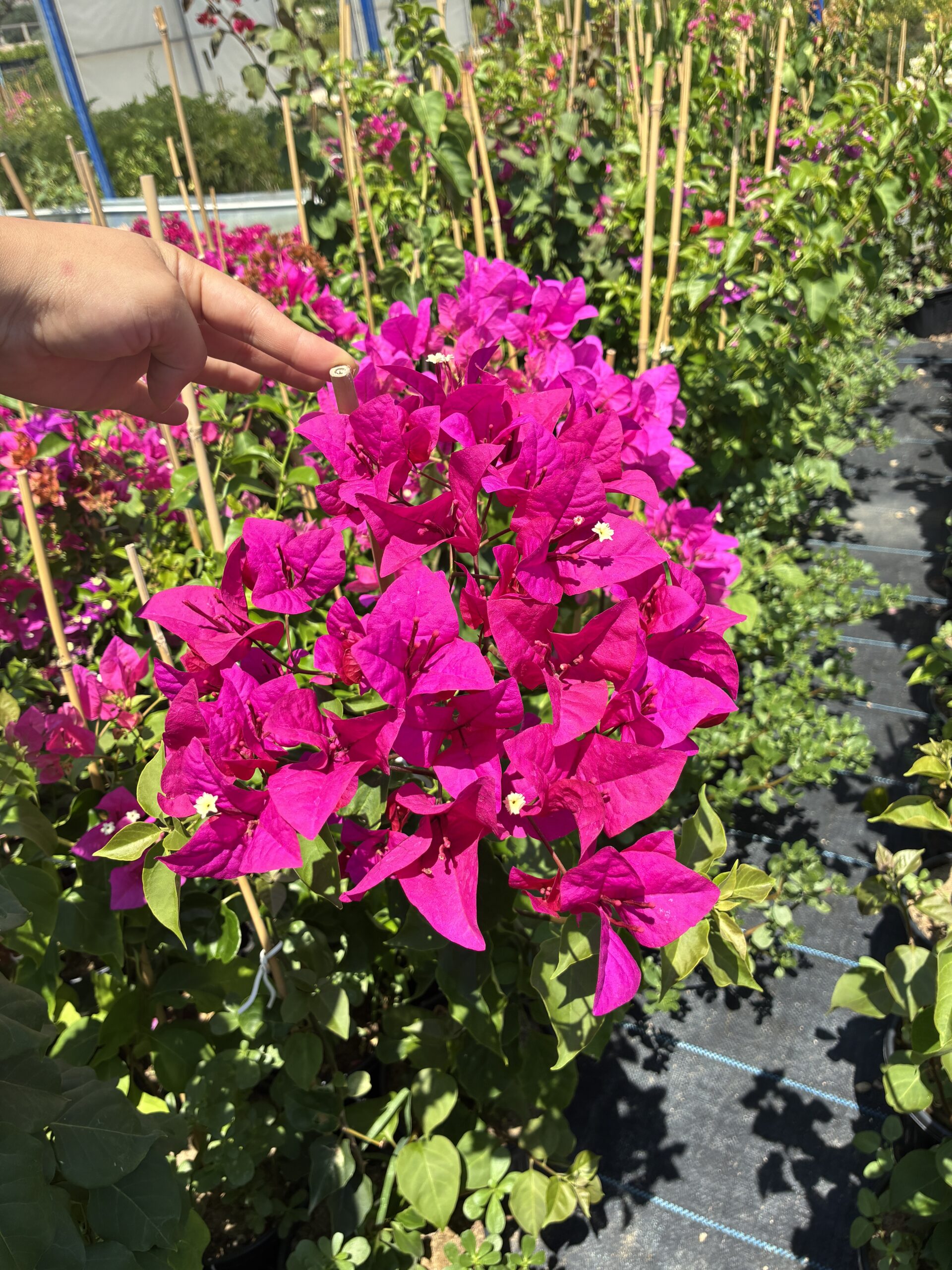 IMG_0765 Fuşya Sarmaşık Begonvil Çiçeği XXL Boy (Bougainvillea) - Görsel 1