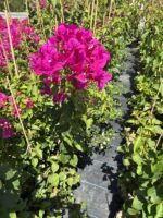 Fuşya Sarmaşık Begonvil Çiçeği XXL Boy (Bougainvillea) - Görsel 2