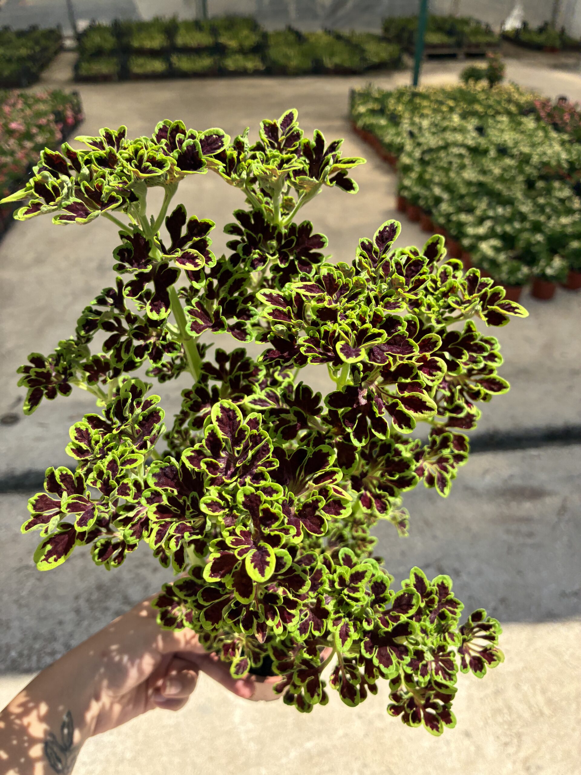 IMG_0860 Şarap Damlası Yaprak Güzeli (Coleus blumei) - Görsel 1