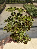Şarap Damlası Yaprak Güzeli (Coleus blumei) - Görsel 2
