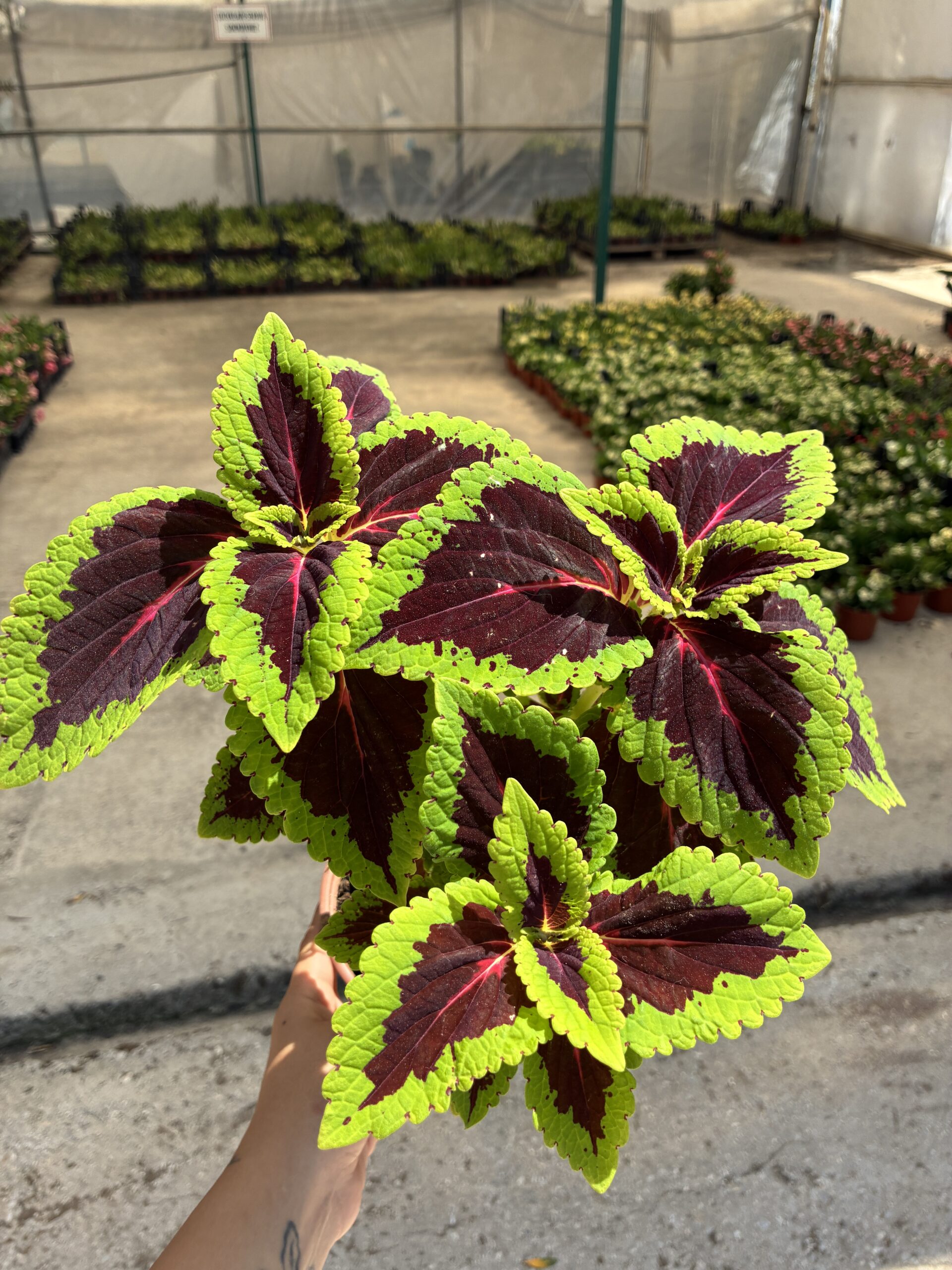 IMG_0863 Yakut Çerçeve Yaprak Güzeli (Coleus blumei) - Görsel 1