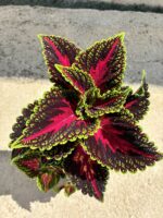 Alev Kalbi Yaprak Güzeli (Coleus blumei) - Görsel 2