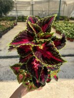 Alev Kalbi Yaprak Güzeli (Coleus blumei)