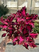 Alev Kanadı Yaprak Güzeli (Coleus blumei) - Görsel 2