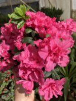 Koraya Açelya Çiçeği (Rhododendron simsii) - Görsel 2