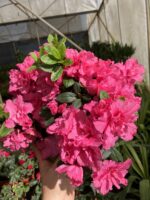 Koraya Açelya Çiçeği (Rhododendron simsii)