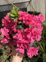 Koraya Açelya Çiçeği (Rhododendron simsii) - Görsel 3