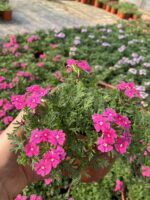 Fuşya Halesi Mine Çiçeği (Verbena peruviana) - Görsel 2