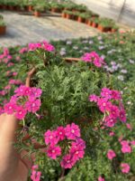 Fuşya Halesi Mine Çiçeği (Verbena peruviana) - Görsel 3