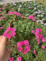 Fuşya Halesi Mine Çiçeği (Verbena peruviana)