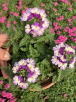 Leylak Halesi Mine Çiçeği (Verbena peruviana) - Görsel 2