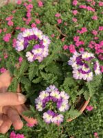 Leylak Halesi Mine Çiçeği (Verbena peruviana)