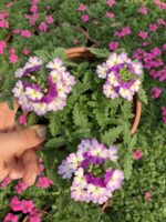 Leylak Halesi Mine Çiçeği (Verbena peruviana) - Görsel 3