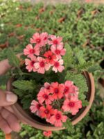 Mercan Halesi Mine Çiçeği (Verbena peruviana)