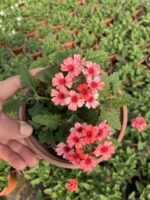 Mercan Halesi Mine Çiçeği (Verbena peruviana) - Görsel 2