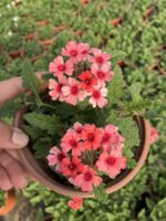 Mercan Halesi Mine Çiçeği (Verbena peruviana) - Görsel 3