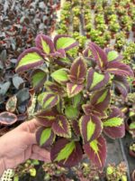 Gece Pelerini Yaprak Güzeli (Coleus blumei) - Görsel 2