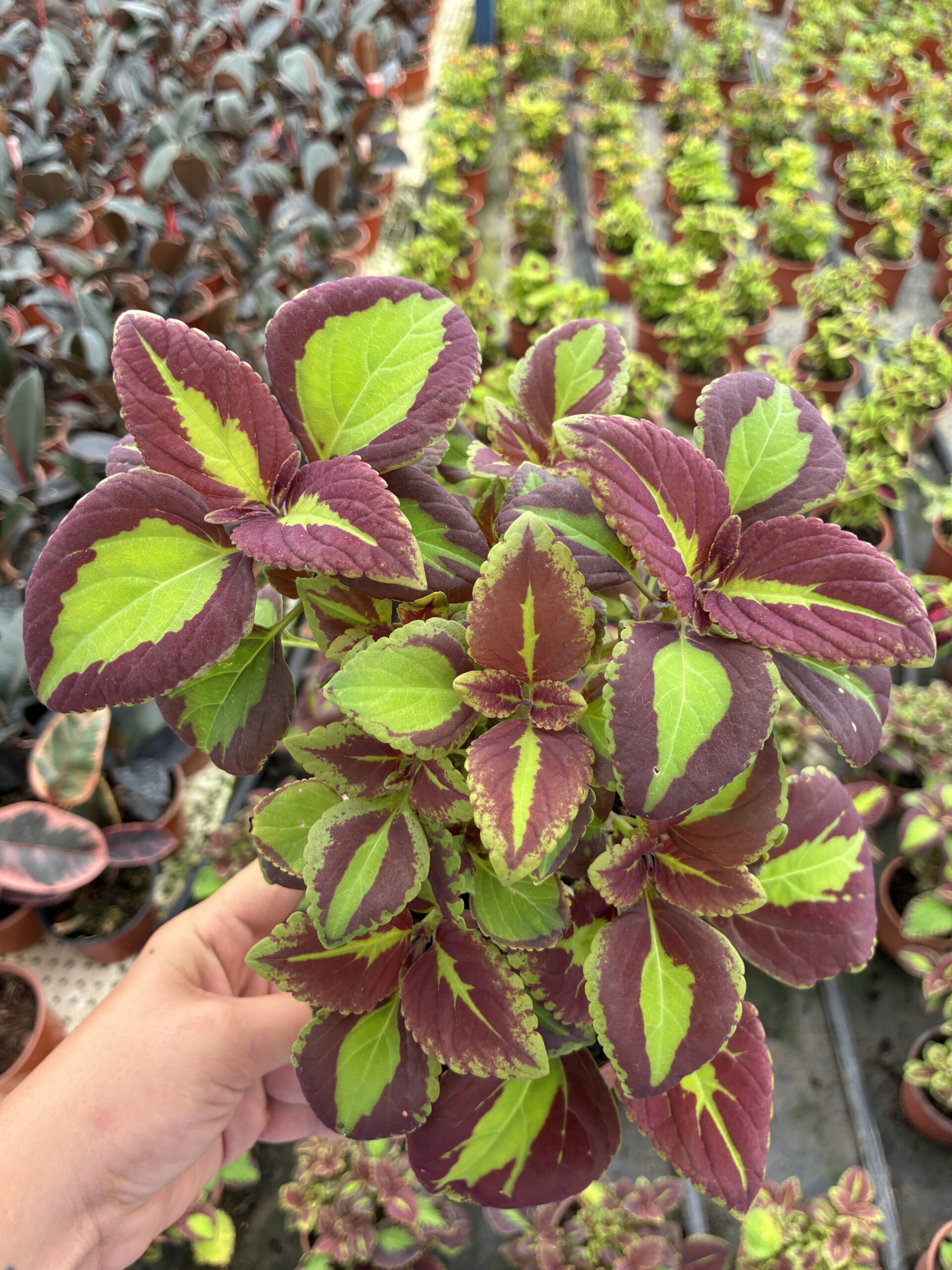 IMG_1157 Gece Pelerini Yaprak Güzeli (Coleus blumei) - Görsel 1