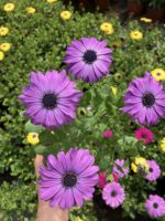 Mor Atlas Bodrum Papatyası (Osteospermum ecklonis)
