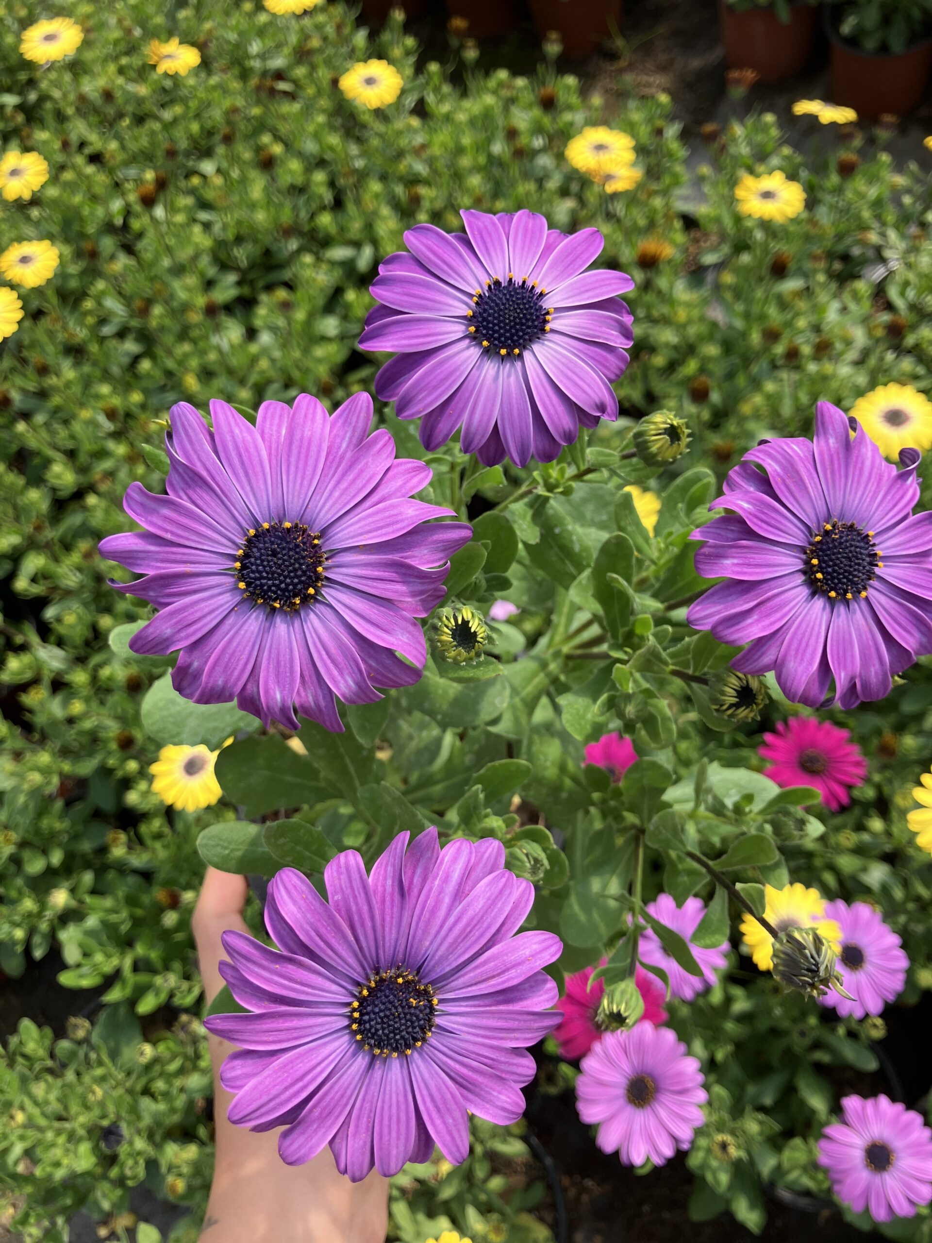 IMG_1812 Mor Atlas Bodrum Papatyası (Osteospermum ecklonis) - Görsel 1