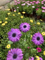 Mor Atlas Bodrum Papatyası (Osteospermum ecklonis) - Görsel 3