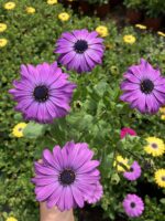 Mor Atlas Bodrum Papatyası (Osteospermum ecklonis) - Görsel 2