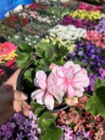 Pink Picotee Gül Sardunya Özel Tür (Pelargonium peltatum) - Görsel 3