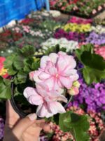 Pink Picotee Gül Sardunya Özel Tür (Pelargonium peltatum) - Görsel 2