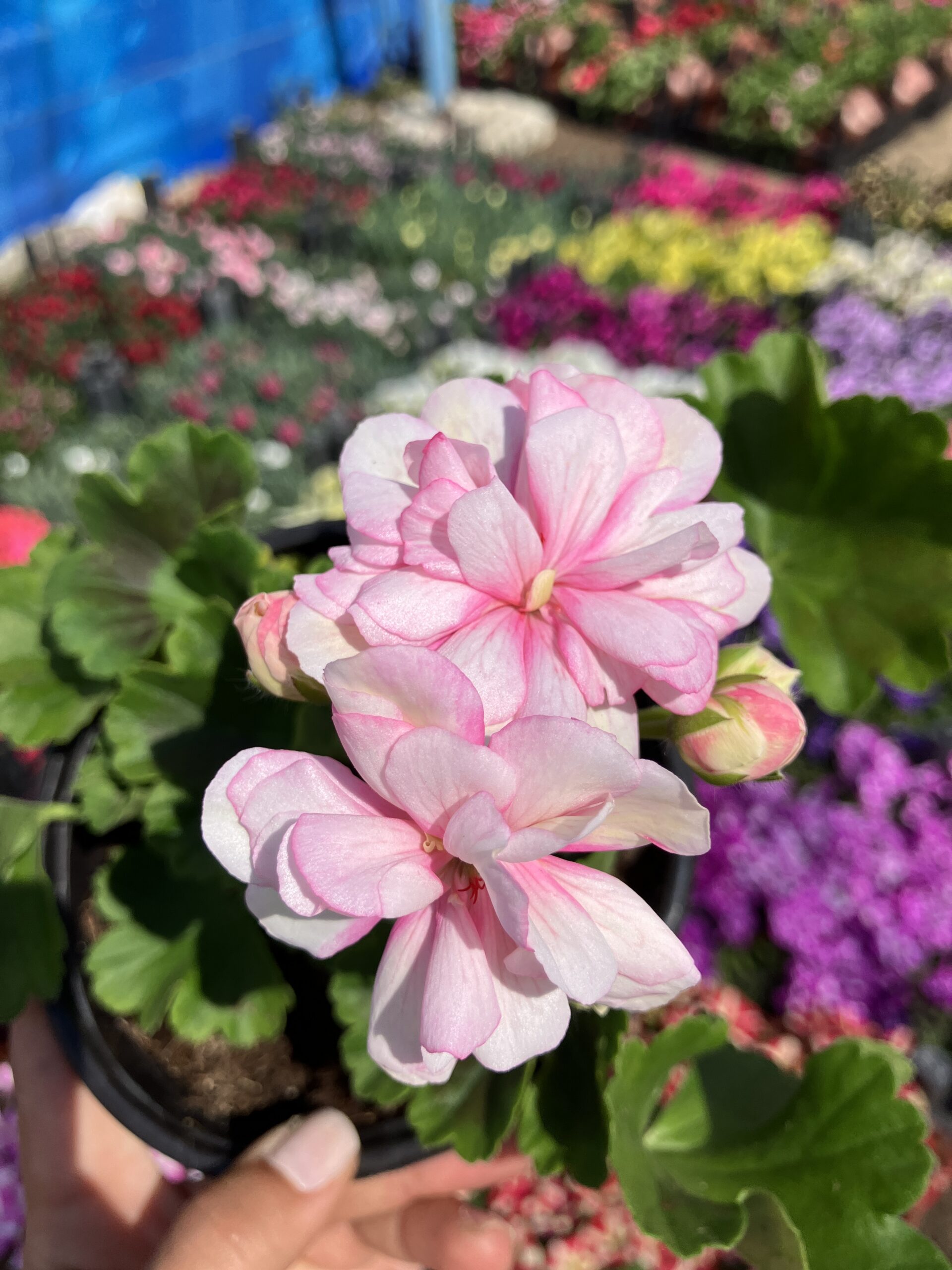 IMG_1877 Pink Picotee Gül Sardunya Özel Tür (Pelargonium peltatum) - Görsel 1