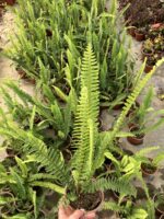 Aşk Merdiveni (Nephrolepis exaltata) - Görsel 2