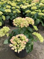 Büyük Boy Ortanca Çiçeği (Hydrangea macrophylla) - Görsel 4
