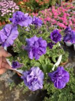 Yaban Mersini Katmeri Katlı Petunya (Petunia hybrida)